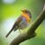 petits-bateaux-jardin-oiseaux-penser